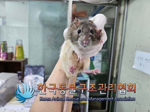 종료(안락사) 랫트…